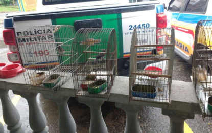 OCORRÊNCIAS DE DESTAQUE DA 13ª Cia PM Independente de Meio Ambiente e Trânsito