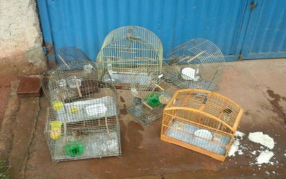 PM RESGATA PÁSSAROS SILVESTRES EM CONGONHAS