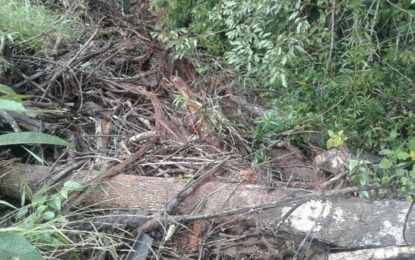 PM do Meio Ambiente autua laticínio proprietários por  desmatamento em Lagoa Dourada