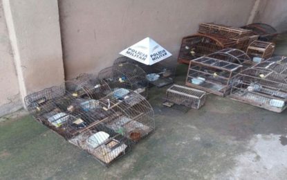 PM do Meio Ambiente resgata 17 pássaros e autua infrator em mais de  15 mil reais.