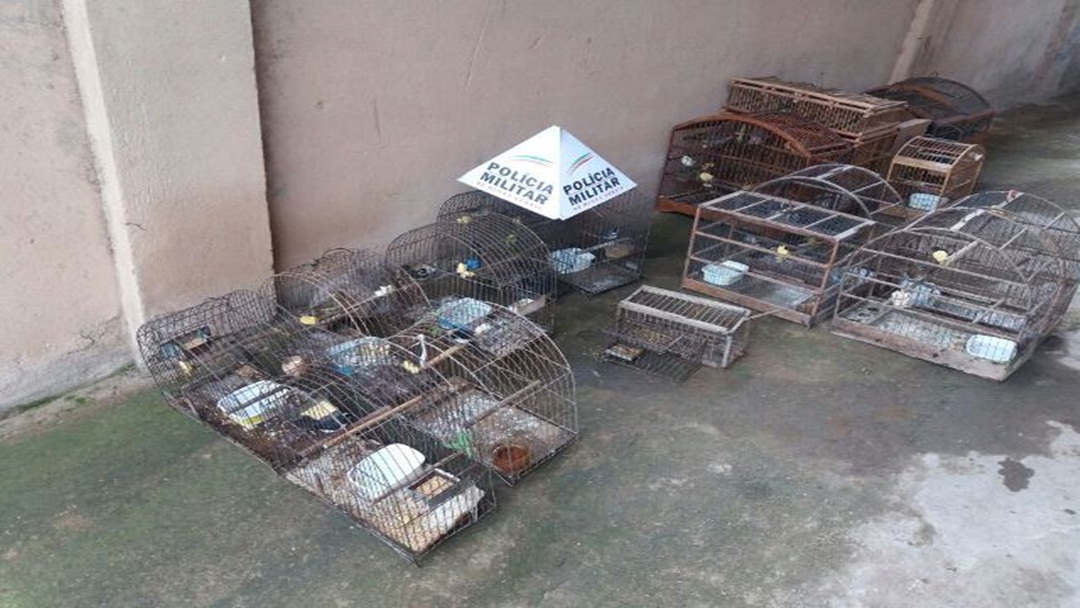 PM do Meio Ambiente resgata 17 pássaros e autua infrator em mais de  15 mil reais.