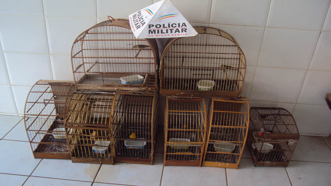 PM do meio ambiente resgata pássaros mantidos  irregularmente em cativeiro
