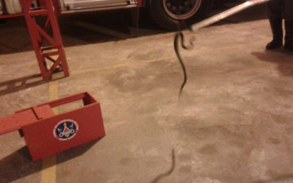 BOMBEIROS CAPTURAM JARARACA DE CERCA DE UM METRO NO BAIRRO JARDIM EM BARBACENA