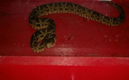 BOMBEIROS CAPTURAM CASCAVEL EM RESIDÊNCIA NO BAIRRO NOVE DE MARÇO EM BARBACENA