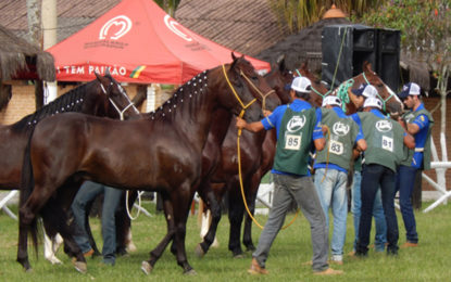 BARBACENA RECEBE EXPOSIÇÃO DO CAVALO MANGALARGA MARCHADOR EM ABRIL