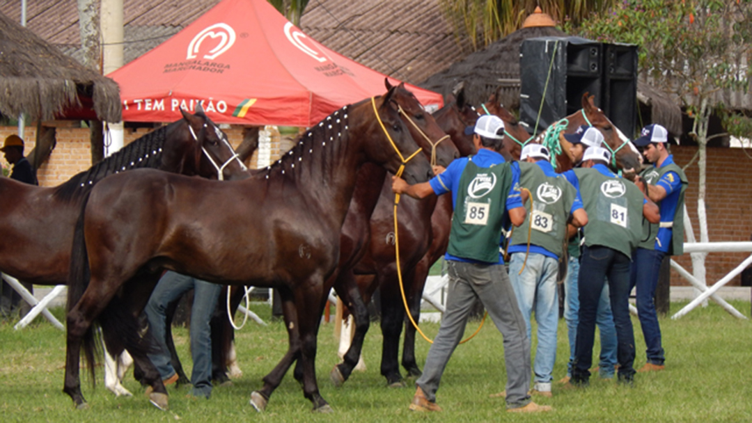 BARBACENA RECEBE EXPOSIÇÃO DO CAVALO MANGALARGA MARCHADOR EM ABRIL