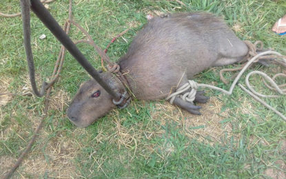 BOMBEIROS CAPTURAM CAPIVARA FERIDA EM VASCONCELOS-MG