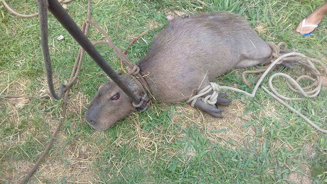 BOMBEIROS CAPTURAM CAPIVARA FERIDA EM VASCONCELOS-MG