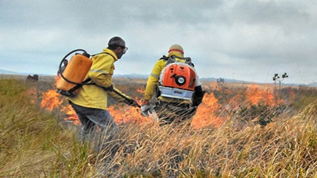 GOVERNO DO ESTADO ABRE EDITAL PARA CONTRATAÇÃO DE BRIGADISTAS
