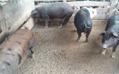 Ocorrências de destaque 13ª Cia PM do Meio Ambiente