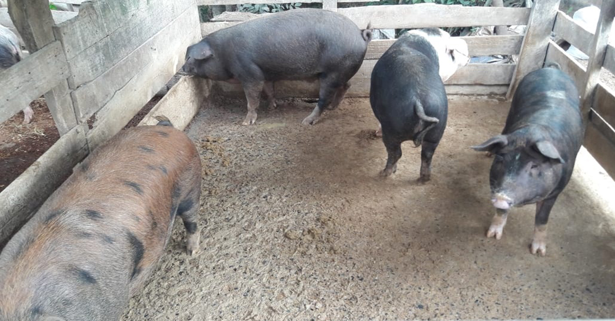 Ocorrências de destaque 13ª Cia PM do Meio Ambiente