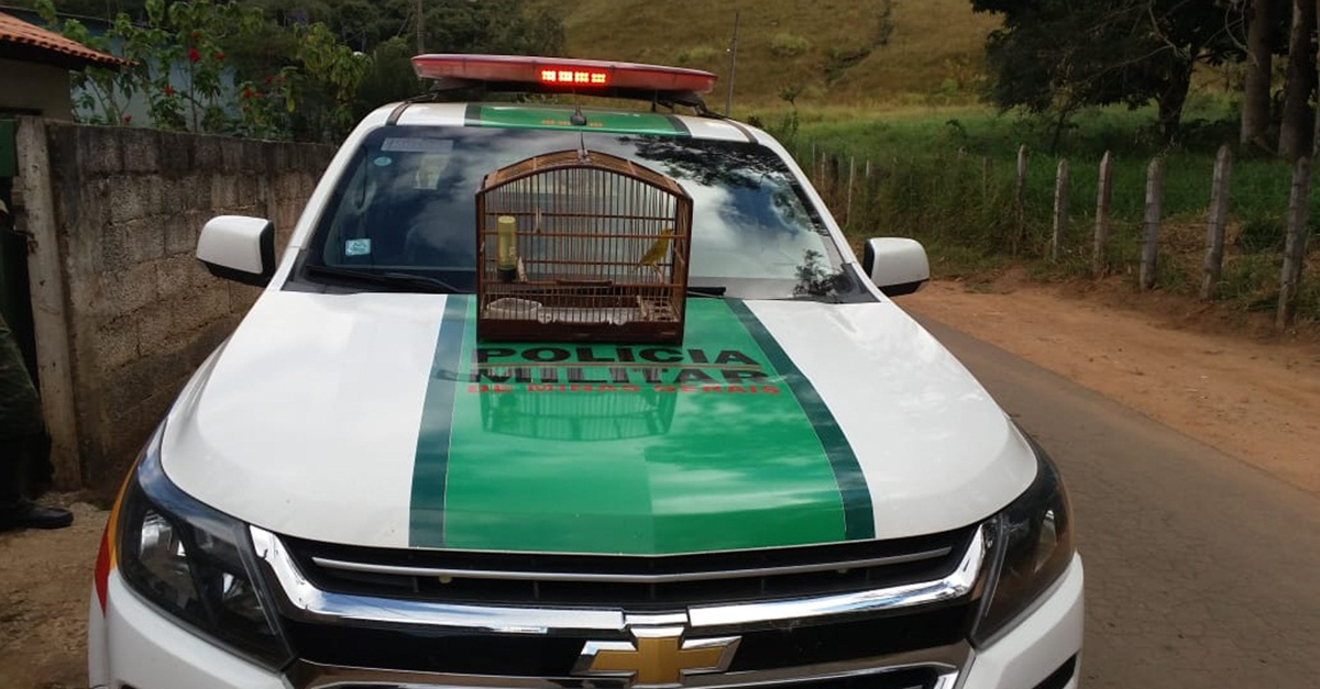 Ocorrências de destaque 13ªCompanhia de Polícia Militar do Meio Ambiente