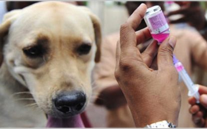 Mutirão de vacinação antirrábica acontece neste sábado em Barbacena