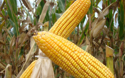 Fornecimento de sementes beneficia 70 mil famílias mineiras