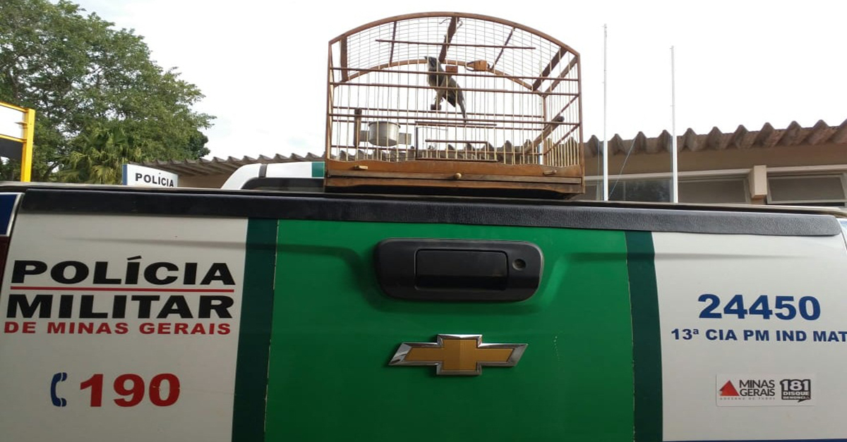 OCORRÊNCIAS DE DESTAQUE POLÍCIA MILITAR DO MEIO AMBIENTE