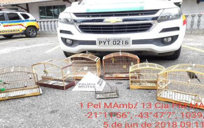 Policia Militar do Meio Ambiente apreende pássaros e alçapão no bairro Nossa Senhora Aparecida.