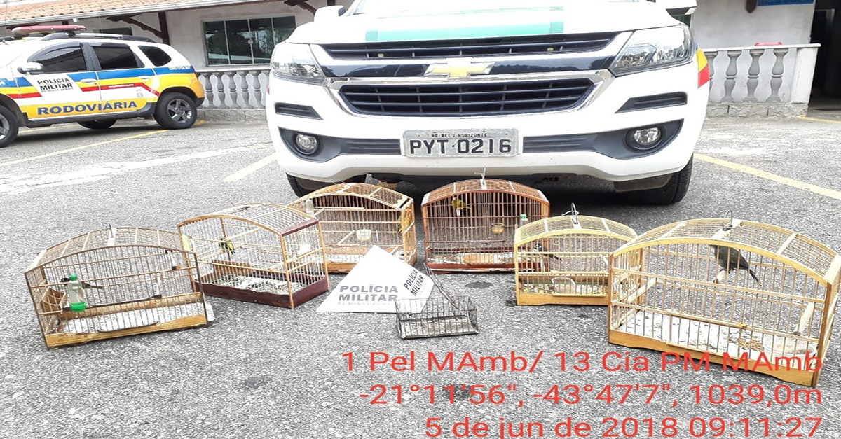 Policia Militar do Meio Ambiente apreende pássaros e alçapão no bairro Nossa Senhora Aparecida.