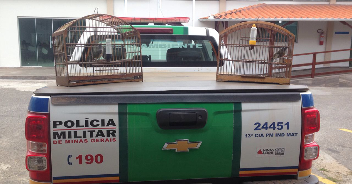 DENÚNCIA LEVA A POLÍCIA ATÉ CRIADOR DE PÁSSAROS TRINCA FERRO.
