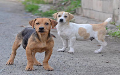 Prefeitura desenvolve programa gratuito de castração de cães e gatos para a população carente.