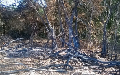SUINOCULTURA É AUTUADA POR LANÇAMENTO DE REJEITO DIRETO NO CURSO D’ÁGUA.