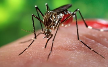 MINAS GERAIS REGISTRA PRIMEIROS CASOS DE CHIKUNGUNYA EM 2018