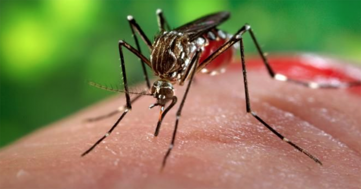 MINAS GERAIS REGISTRA PRIMEIROS CASOS DE CHIKUNGUNYA EM 2018