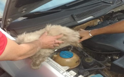 BOMBEIROS CAPTURAM GATO PRESO EM VEÍCULO NO BAIRRO NO SÃO JOSÉ EM BARBACENA.