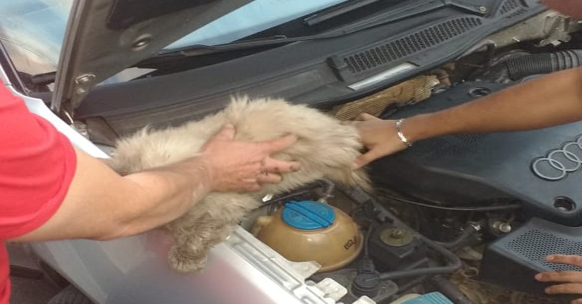 BOMBEIROS CAPTURAM GATO PRESO EM VEÍCULO NO BAIRRO NO SÃO JOSÉ EM BARBACENA.