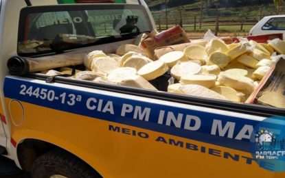 Fiscalização conjunta apreende cerca de 800 Kg de queijo em estágio avançado de putrefação.