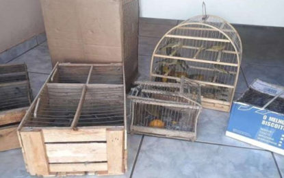 PM prende quatro homens com 71 pássaros com sinais de maus-tratos no Alto Paranaíba