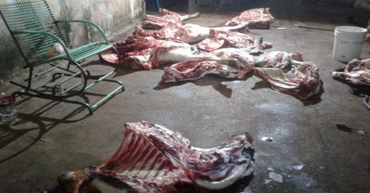 PM prende suspeito de roubar gado e transformar a própria casa em açougue no Triângulo Mineiro