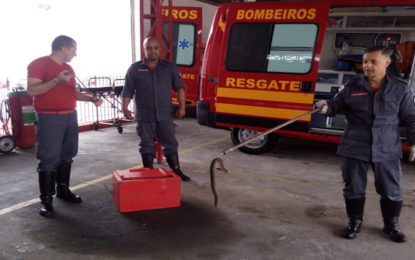 Jararaca é encontrada nas proximidades do Hospital Regional no Bairro Floresta