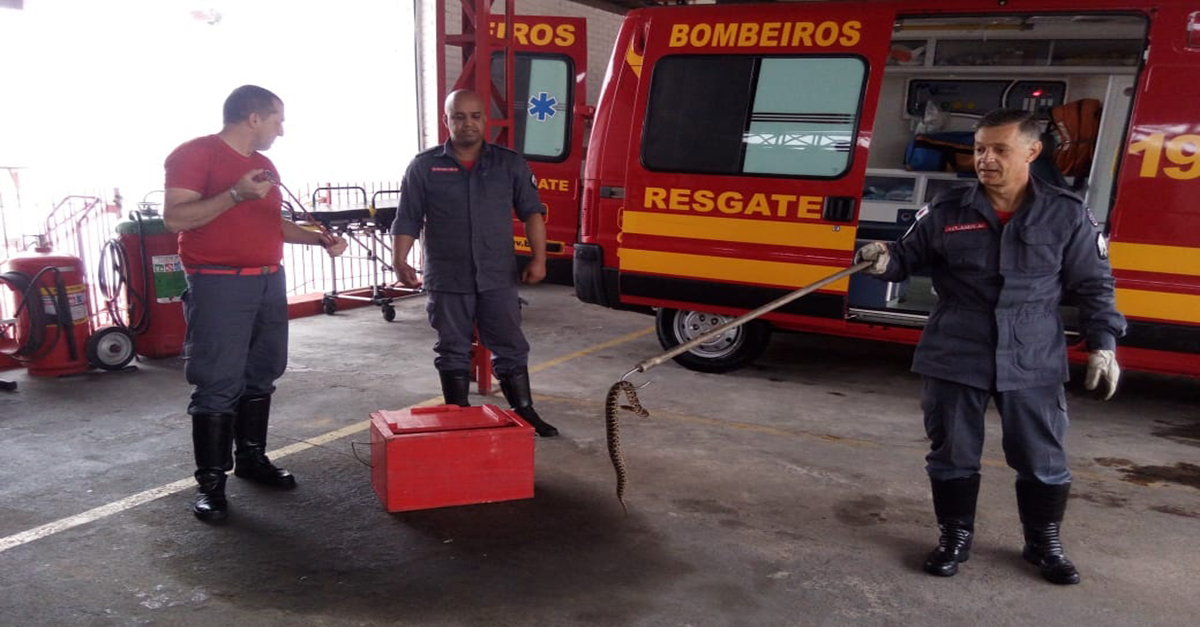 Jararaca é encontrada nas proximidades do Hospital Regional no Bairro Floresta