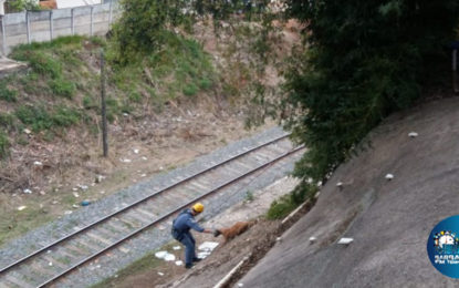 Bombeiros resgatam cão em local de difícil acesso imediações da linha férrea Bairro Pontilhão