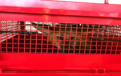 BOMBEIROS CAPTURAM LOBO-GUARÁ NO ESTACIONAMENTO EM PATOS DE MINAS