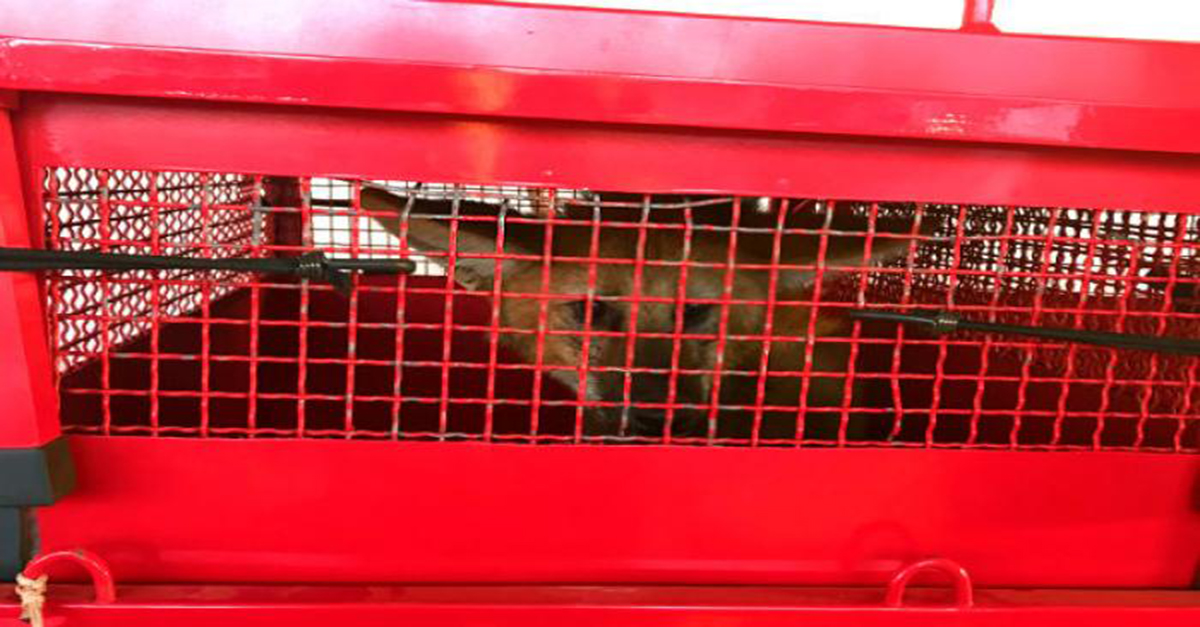 BOMBEIROS CAPTURAM LOBO-GUARÁ NO ESTACIONAMENTO EM PATOS DE MINAS