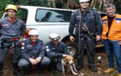 Bombeiros resgatam cão que estava preso há 2 dias em montanha na cidade de Carangola