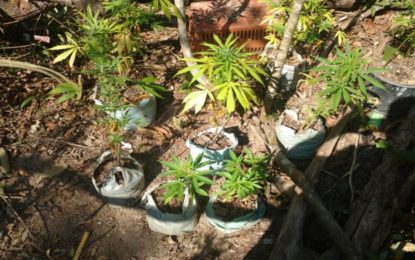 POLÍCIA DESCOBRE PLANTAÇÃO DE MACONHA EM NOVA SERRANA