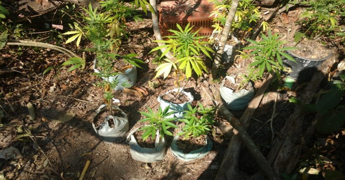 POLÍCIA DESCOBRE PLANTAÇÃO DE MACONHA EM NOVA SERRANA