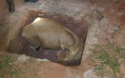 BOMBEIROS RESGATAM VACA EM CANTEIRO DE OBRAS EM CONSELHEIRO LAFAIETE