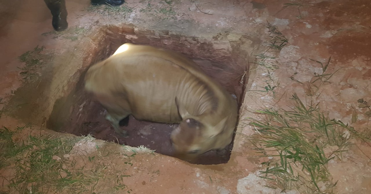BOMBEIROS RESGATAM VACA EM CANTEIRO DE OBRAS EM CONSELHEIRO LAFAIETE