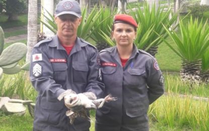 Bombeiros capturam coruja ferida por linha de cerol na Avenida Sanitária em Barbacena