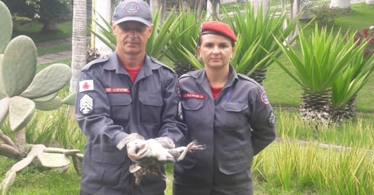 Bombeiros capturam coruja ferida por linha de cerol na Avenida Sanitária em Barbacena