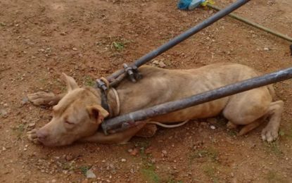 Pitbull foge e mata outro cão no bairro Santa Efigênia em Barbacena