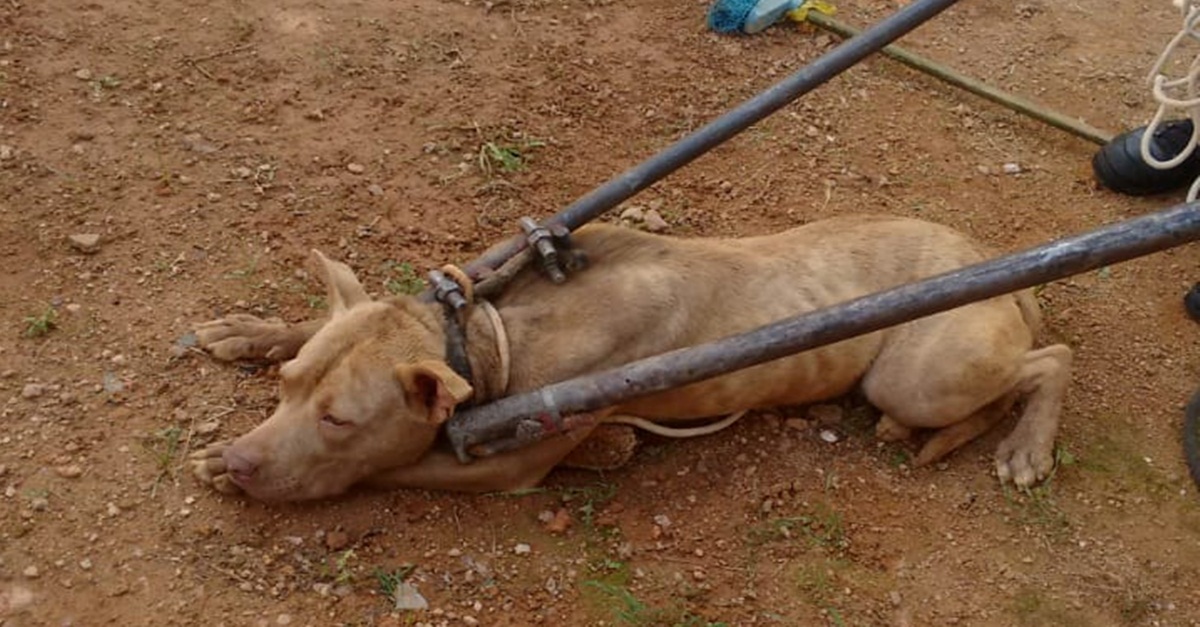 Pitbull foge e mata outro cão no bairro Santa Efigênia em Barbacena