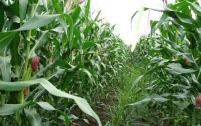 Durante pulverização de plantação de milho, irmãos morrem eletrocutados na cidade de Curvelo