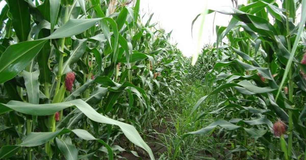 Durante pulverização de plantação de milho, irmãos morrem eletrocutados na cidade de Curvelo