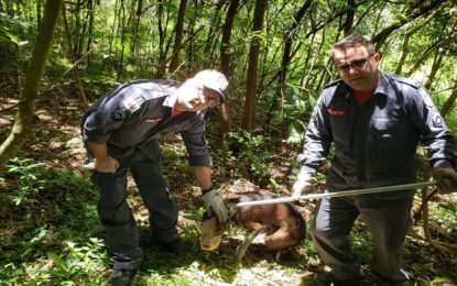 Bombeiros resgatam pitbull em fossa séptica no bairro São Cristóvão em Barbacena