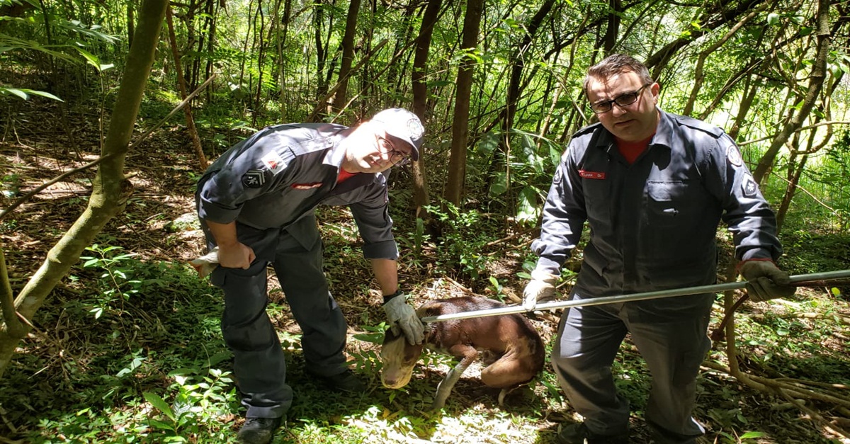 Bombeiros resgatam pitbull em fossa séptica no bairro São Cristóvão em Barbacena
