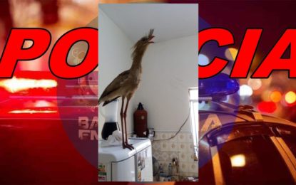 BOMBEIROS CAPTURAM SERIEMA DENTRO DE RESIDÊNCIA EM SÃO JOÃO DEL REI